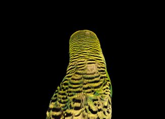 ANDREW BIRD - Armchair Apocrypha (2007)