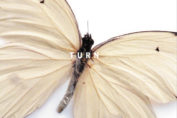 TURN - Turn (2005)