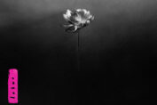 LITTLE SIMZ - Lotus (2025)