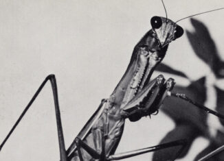 COURTNEY BARNETT - Creature of Habit (2026)