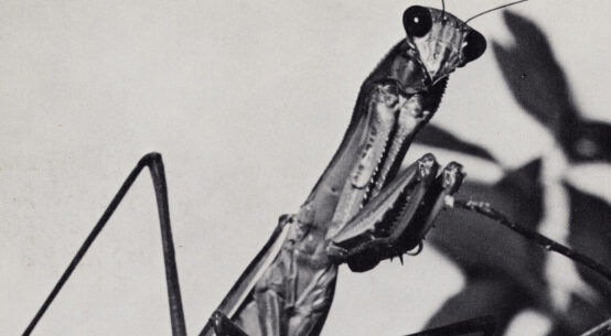 COURTNEY BARNETT - Creature of Habit (2026)