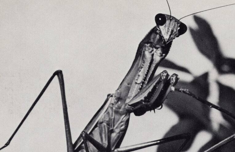 COURTNEY BARNETT - Creature of Habit (2026)